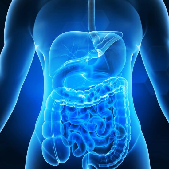 Human digestive system anatomy