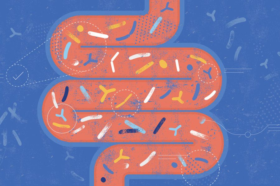 Gut Microbiota Probiotics Concept