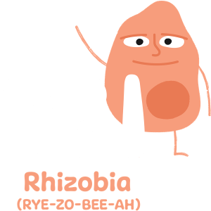 obi-sq