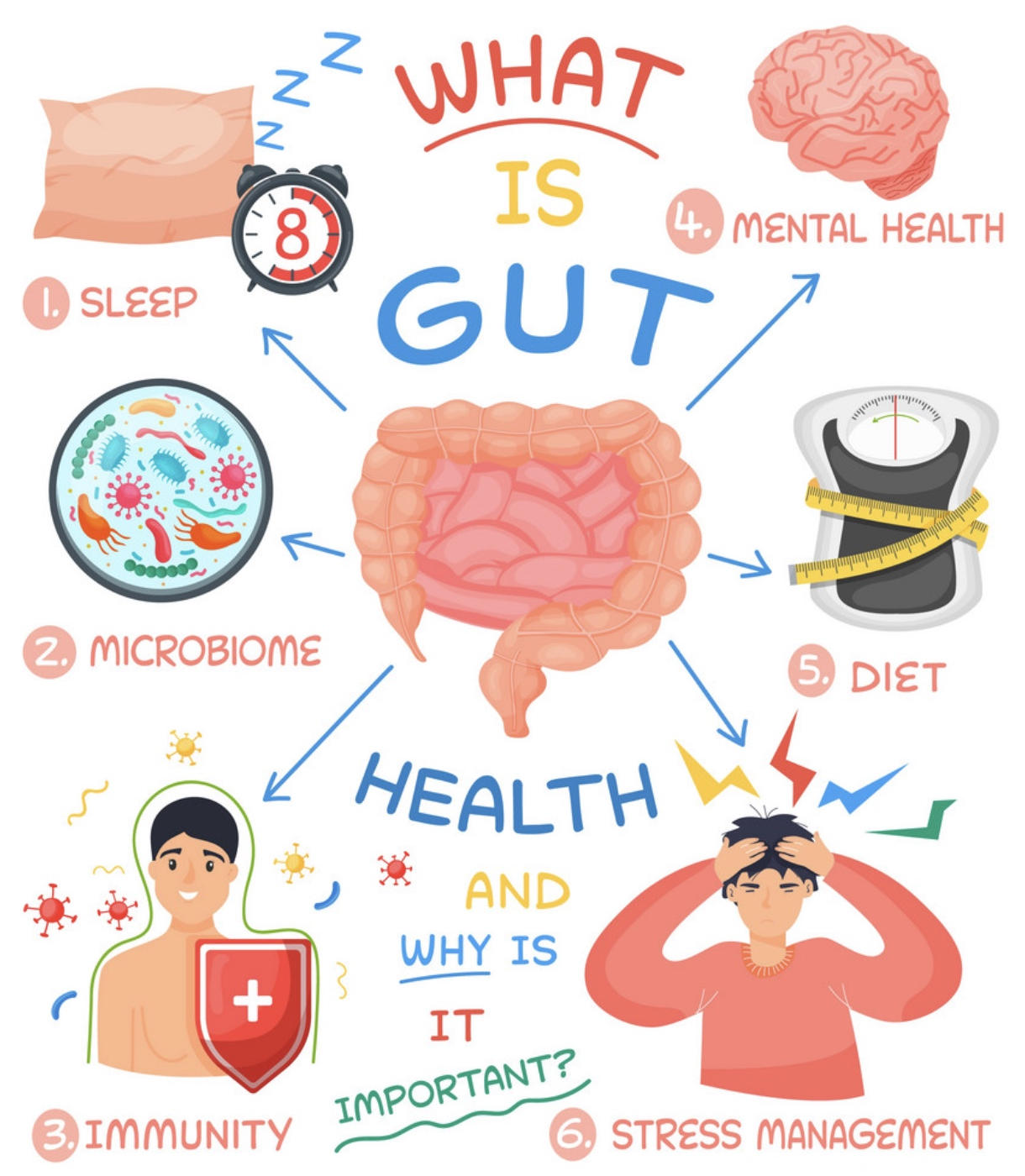 What is gut
