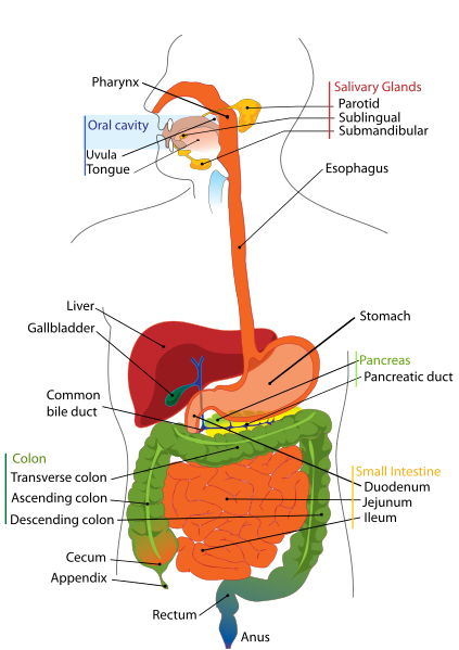 423px-Digestive_system_diagram_en.svg